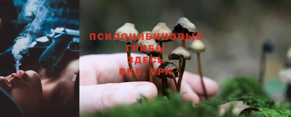ПСИЛОЦИБИНОВЫЕ ГРИБЫ Горно-Алтайск
